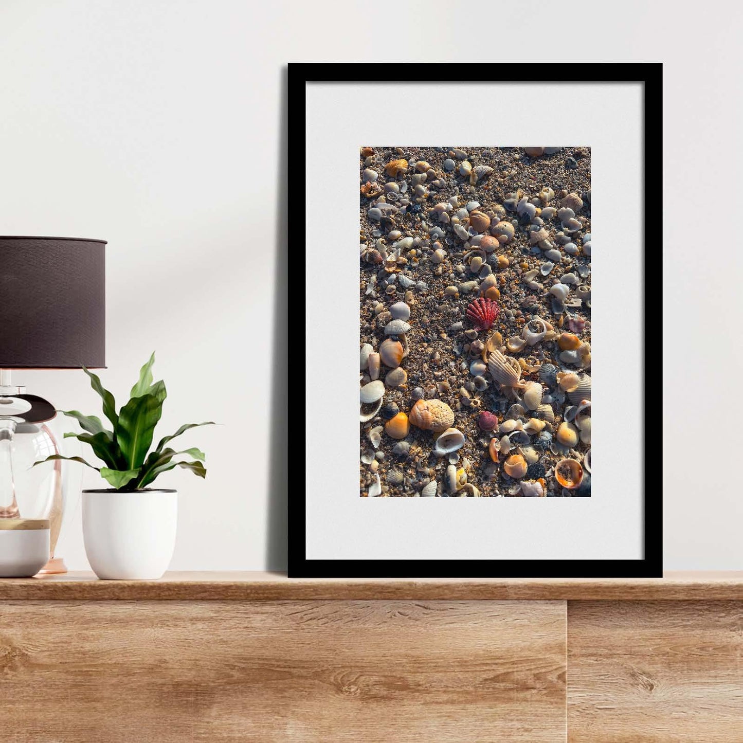 Red Lions Paw Seashell Fine Art Print