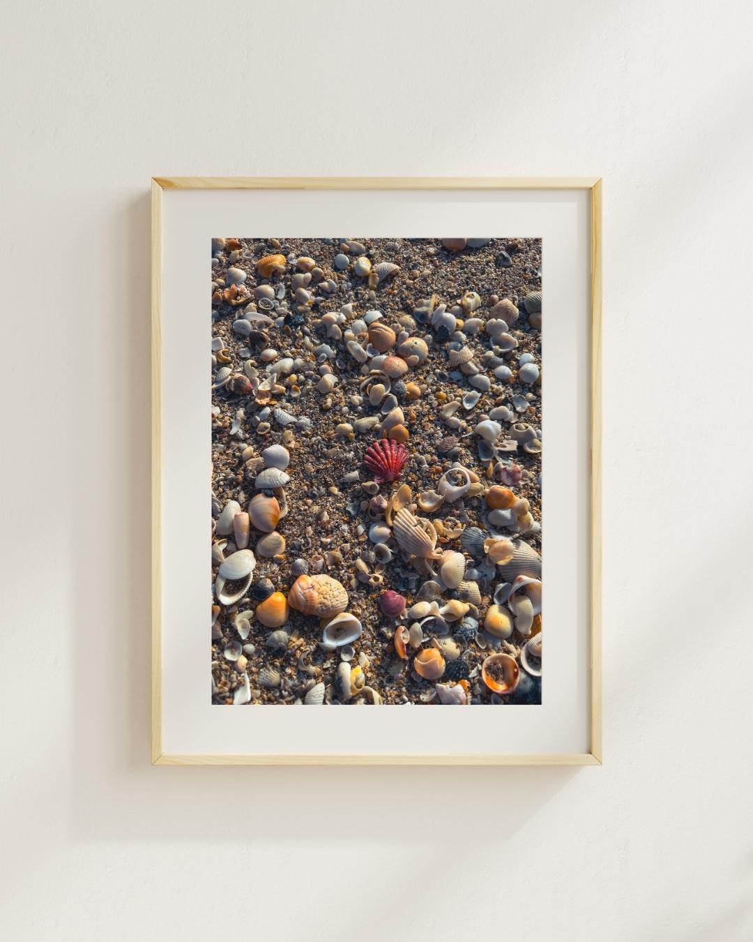 Red Lions Paw Seashell Fine Art Print