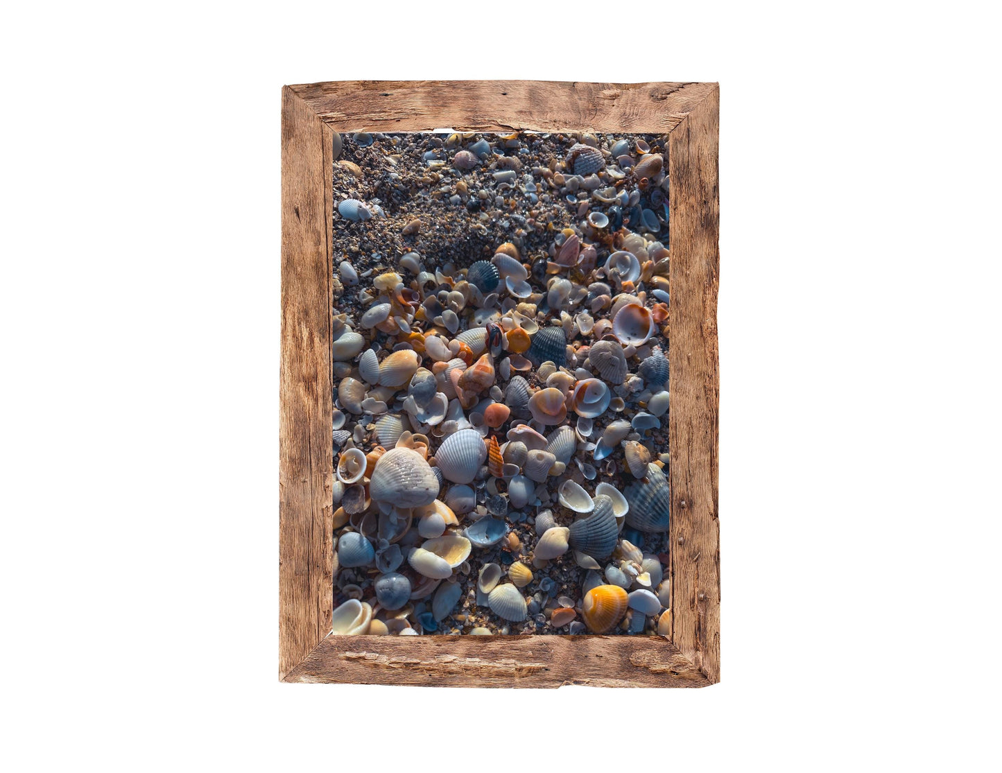 Beach Photography Fine Art Print, Coastal Wall Decor, Seashell Beach Print, Beach Wall Art, Ocean Wall Art, Coastal Print