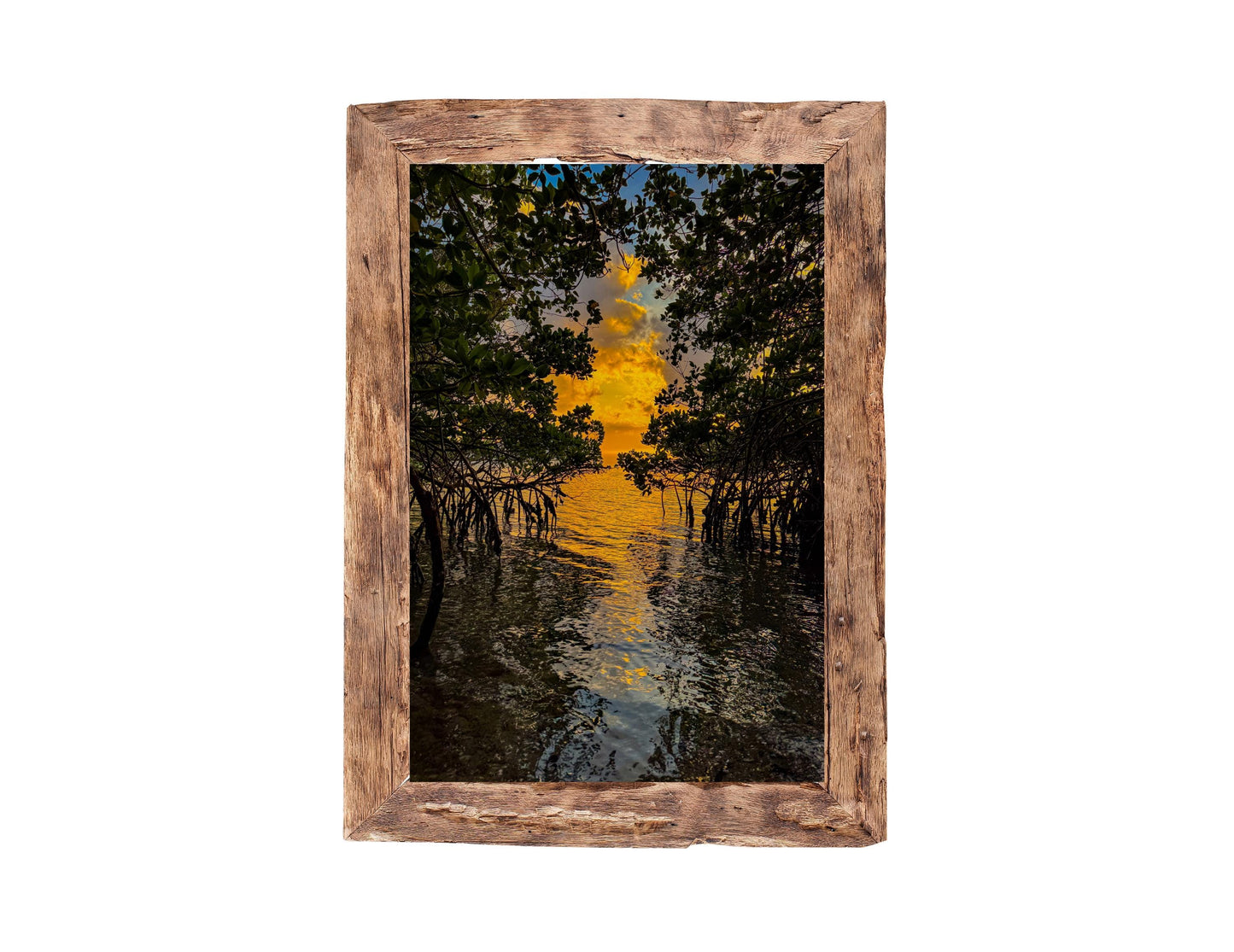 Mangrove Sunset