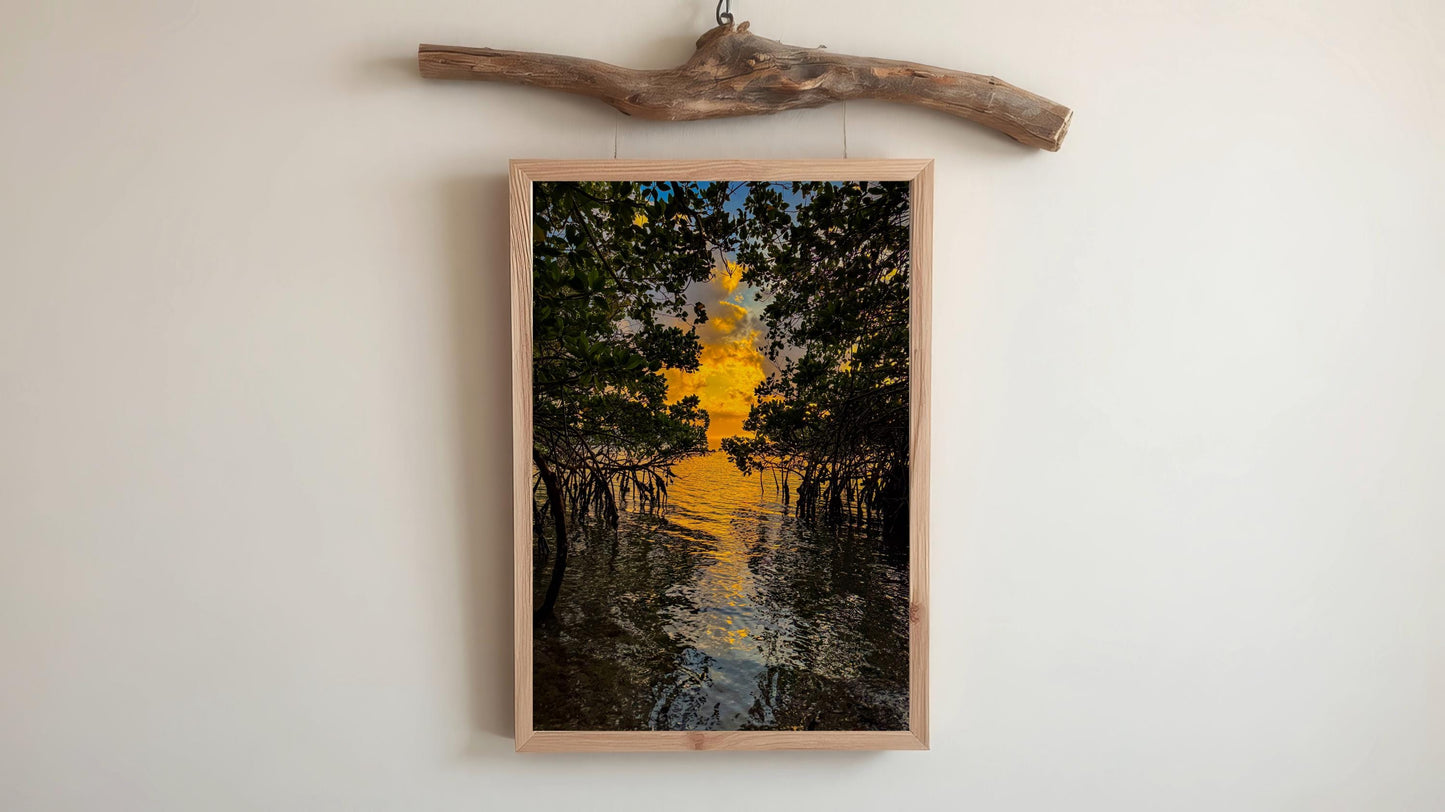 Mangrove Sunset